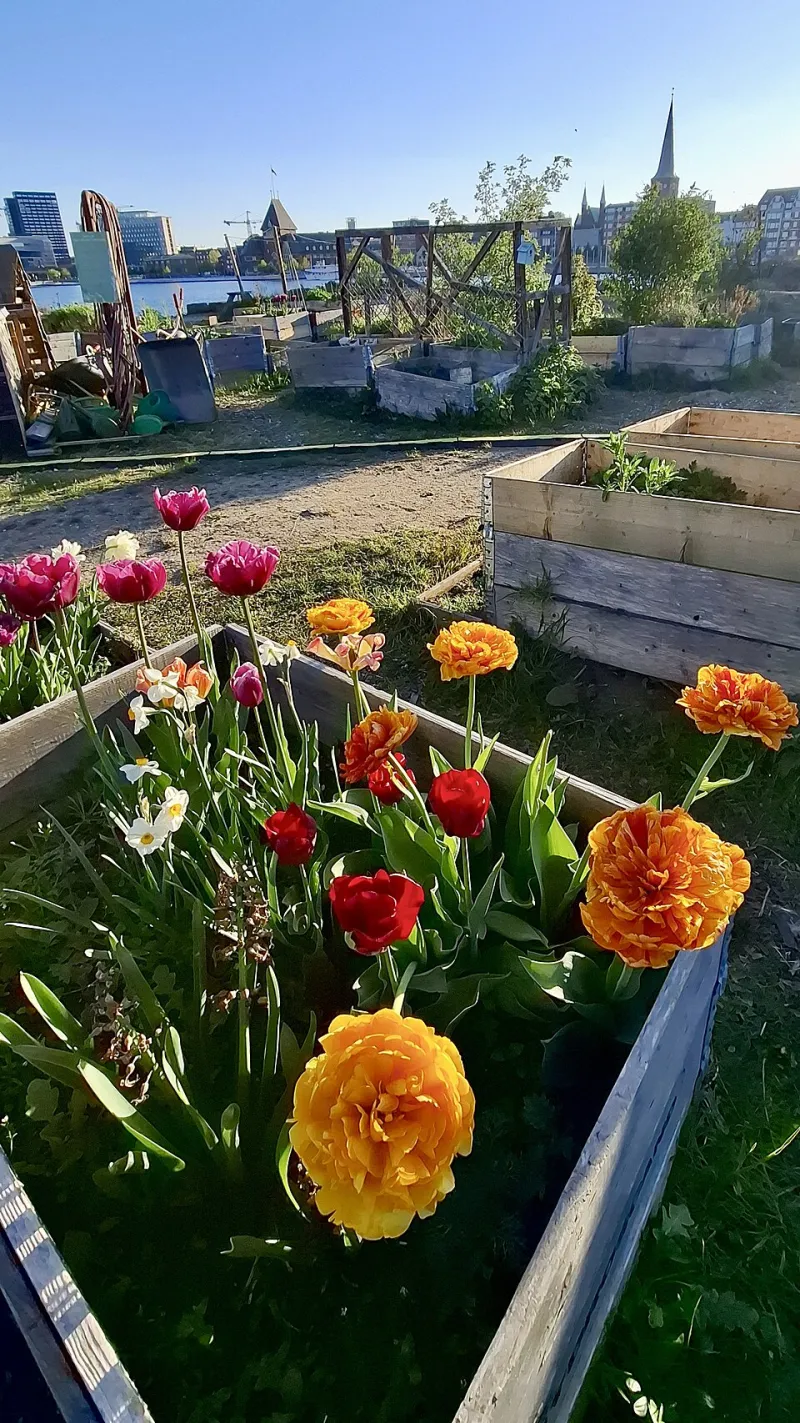 Roots Before Permits: The Guerrilla Gardeners Turning NYC's Dead Zones Into Living Pantries